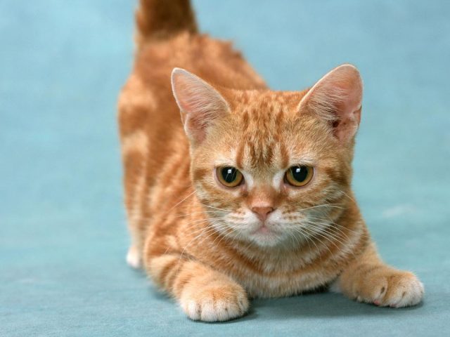 Позитивные и милые котики Позитивные и милые котики