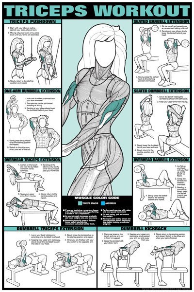 Workout & muscle