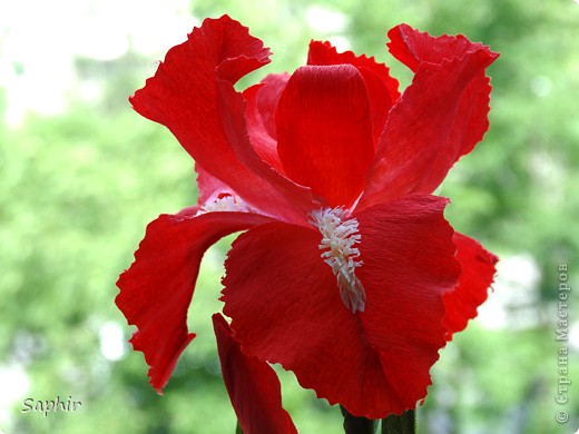 Поделка изделие Бумагопластика Квиллинг ИРИС Бумага гофрированная фото 13