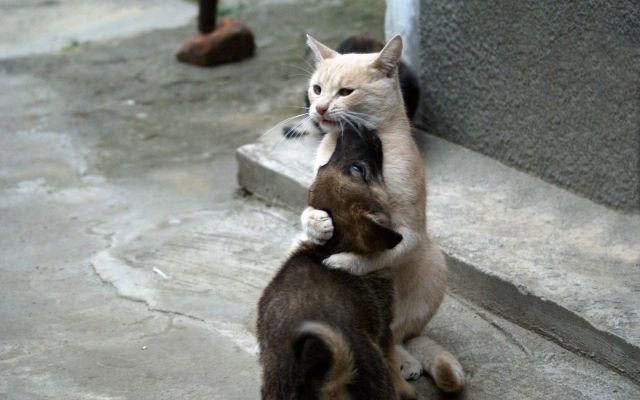 Собаки, которые любят обнимашки