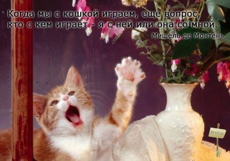 Серьезно о кошках