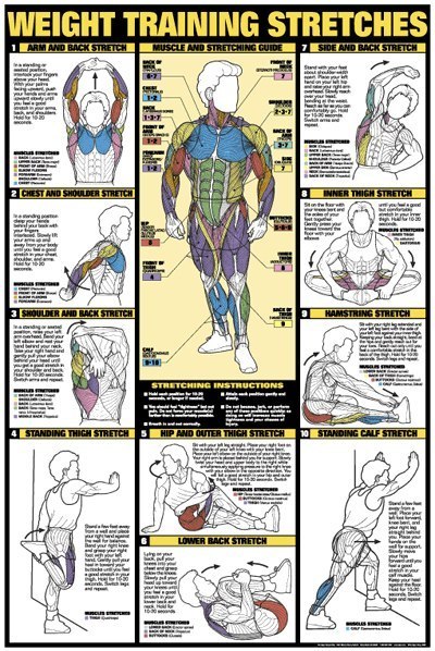 Workout & muscle