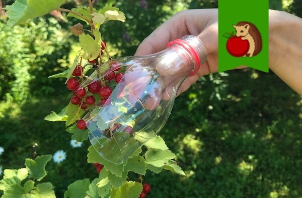 3 простых самодельных приспособления, которые здорово пригодятся для сбора урожая ягод