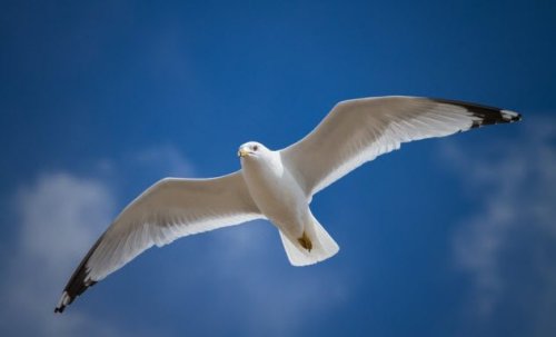 Удивительные природные способы решения проблем Удивительные природные способы решения проблем