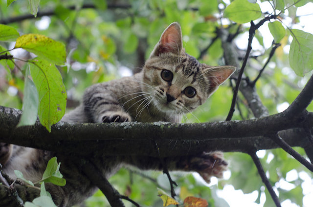 Суперпредложение: котята "Классные" по спеццене!