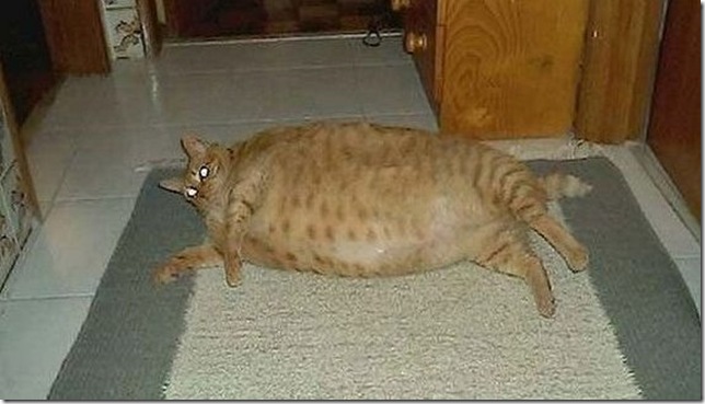 huge-animals15