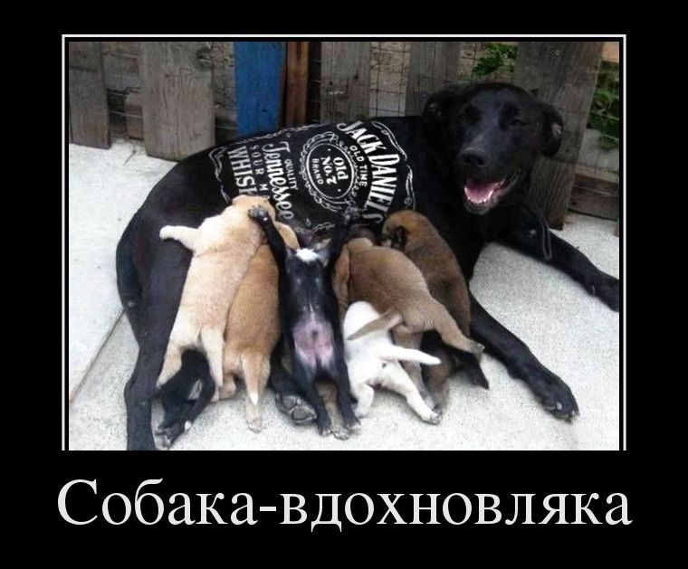 Собака - вдохновляка Собака - вдохновляка демотиватор, демотиваторы, жизненно, картинки, подборка, прикол, смех, юмор