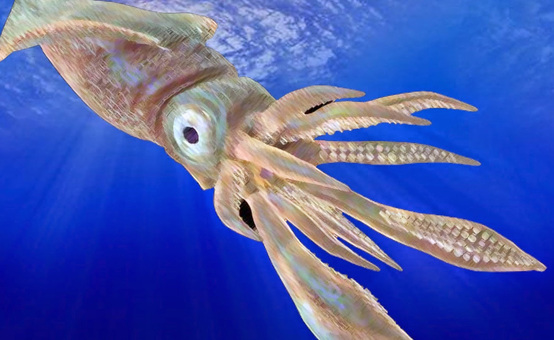           2004 .  Architeuthis dux,   ,        ,   .