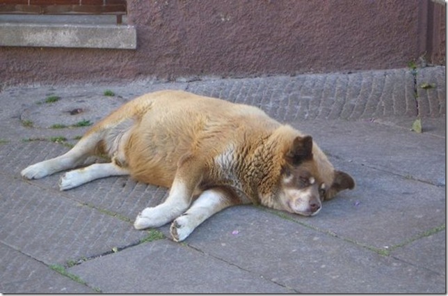 huge-animals18