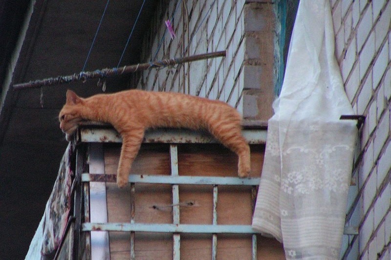 Забавные и милые животные заряжают позитивом