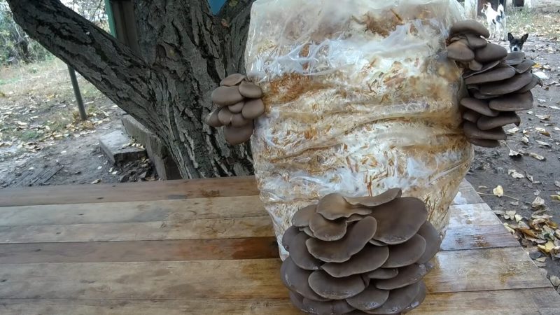 Потрясающий рабочий лайфхак, как выращивать вешенки круглый год без мицелия Потрясающий рабочий лайфхак, как выращивать вешенки круглый год без мицелия