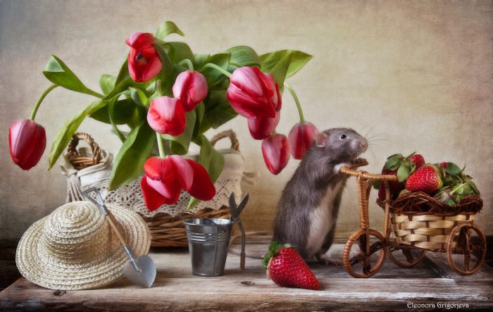 Невероятные портреты кошек от Элеоноры Григорьевой