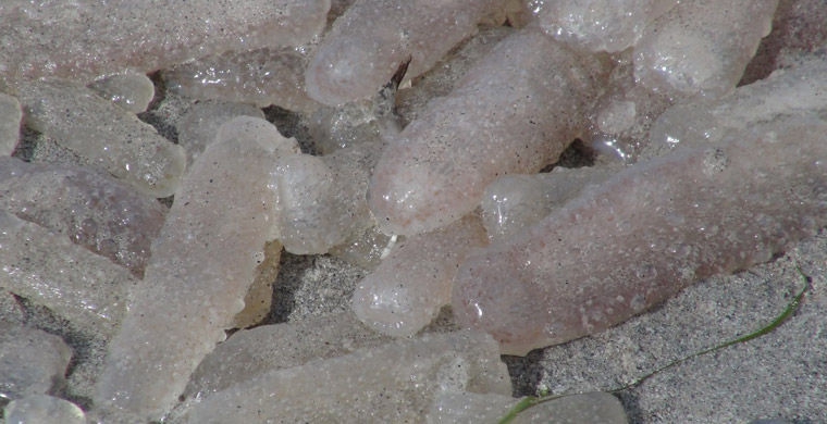 Магия живого света биолюминесценция, животные, насекомые, свет, свечение