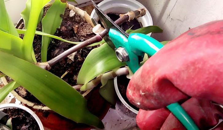 Лечебные свойства золотого уса Лечебные свойства золотого уса