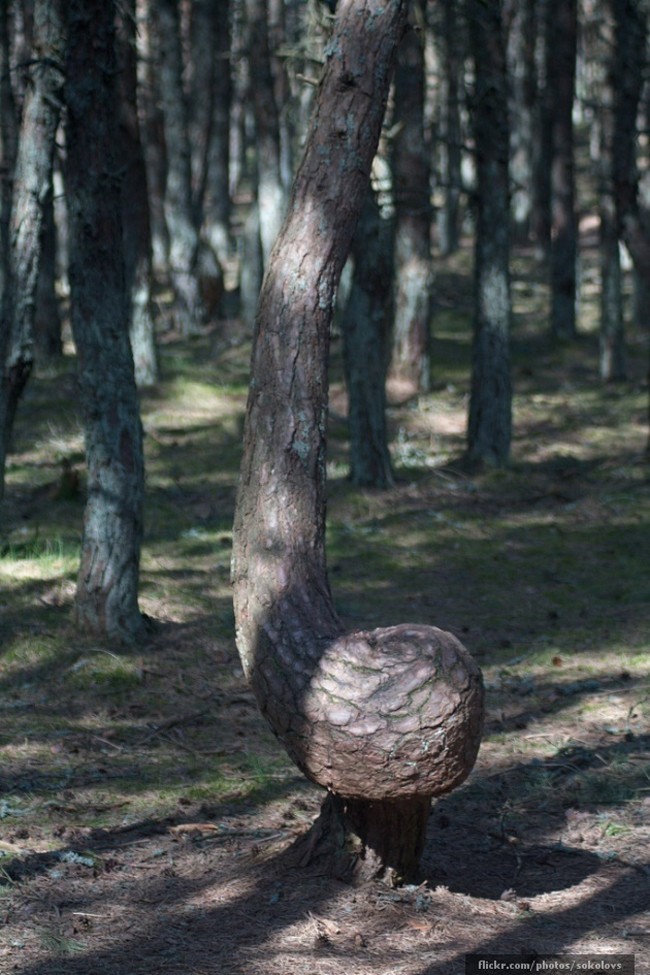 Леса с другой планеты! forests27 Леса с другой планеты!