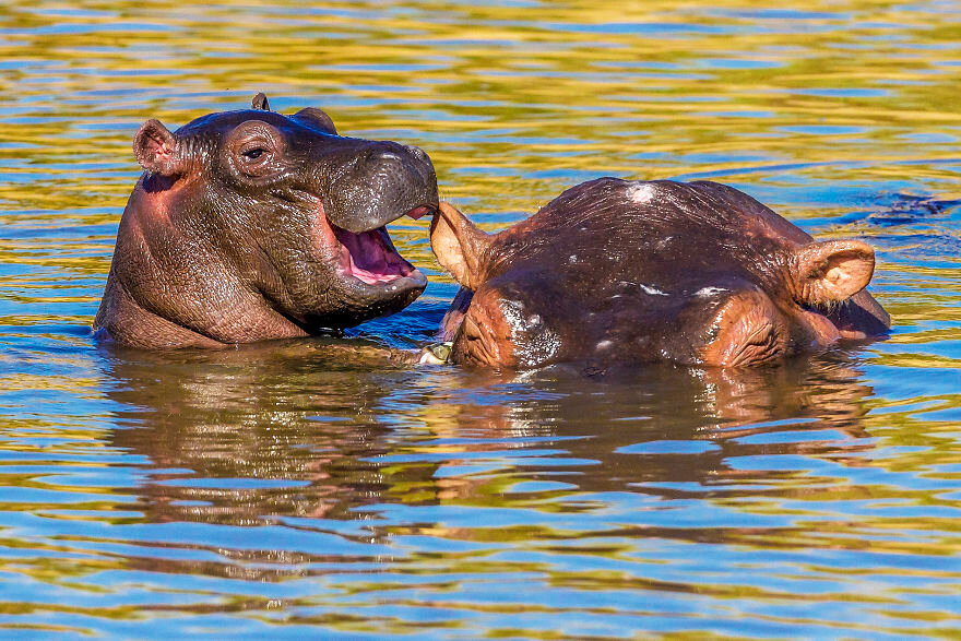 Лучшие фото с конкурса Comedy Wildlife Photography Awards 2020