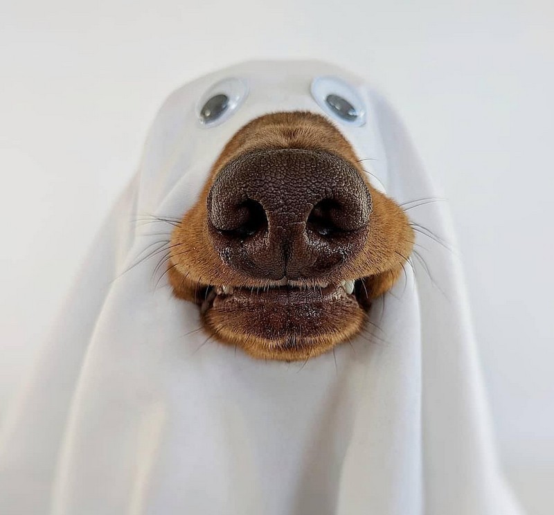 Забавные и милые животные заряжают позитивом