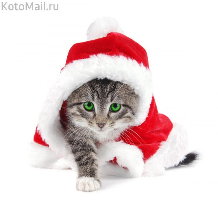 Коты и елка Коты и елка