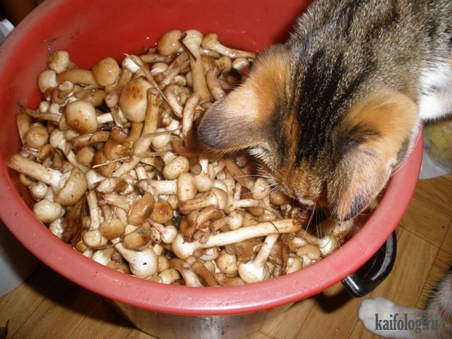 Коты, которые знают толк в еде (40 фото) Коты, которые знают толк в еде (40 фото)