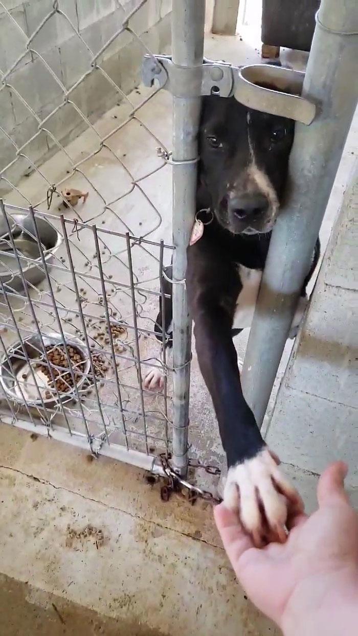 Пес из приюта так хотел найти дом, что протягивал лапу каждому прохожему