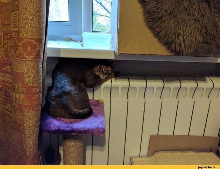 Кошачьей мерзлявости пост Мерзляки