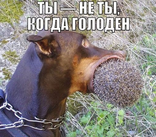 Пушистые мысли вслух