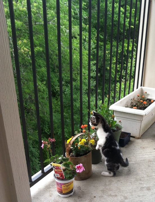 Коты в шоке: смешная реакция котов на первую прогулку за пределами дома Original