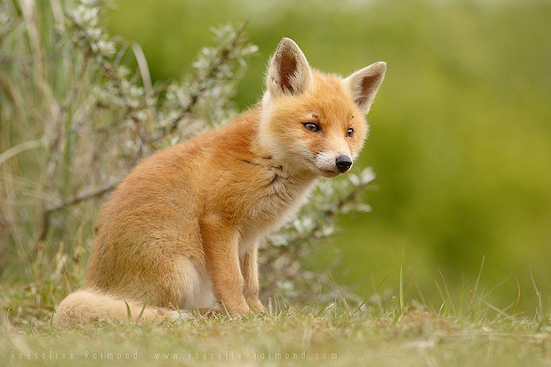 fox11    