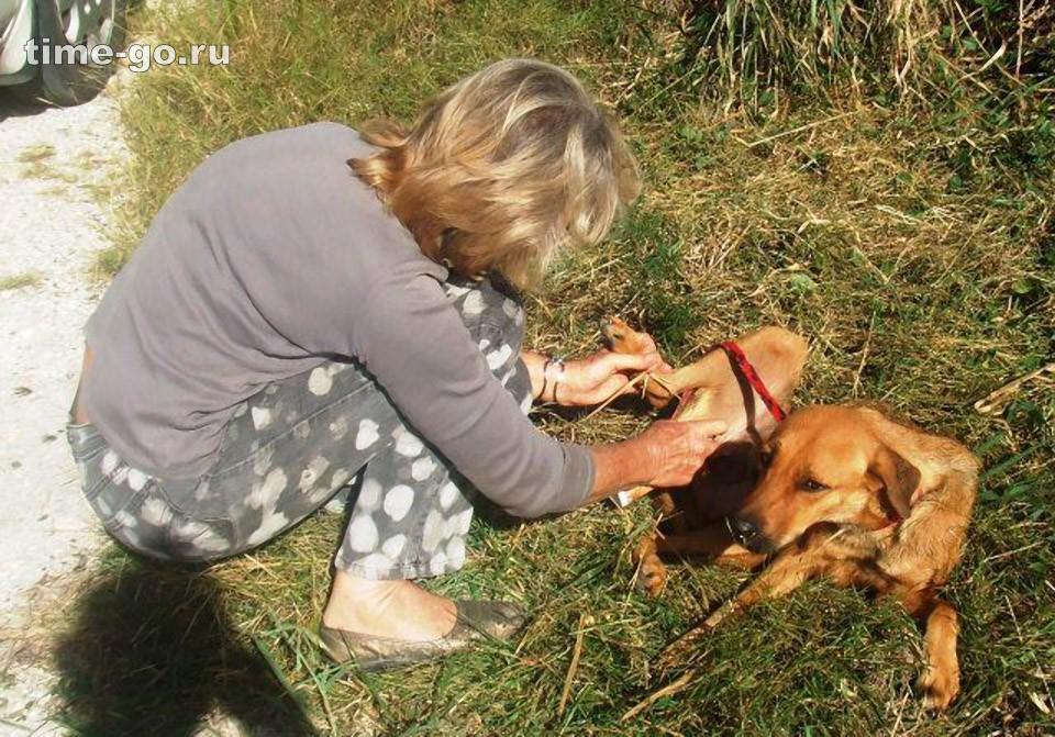 Бездомные собаки до и после приюта Бездомные собаки до и после приюта