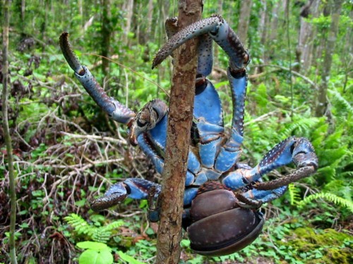 Пальмовый вор или кокосовый краб (лат. Birgus latro) (англ. Coconut crab)