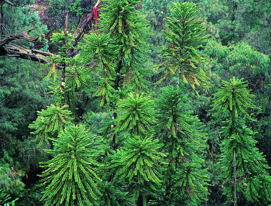 Леса с другой планеты! forests29 Леса с другой планеты!