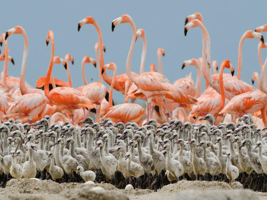 Лучшие фотографии от National Geographic за прошлый год Лучшие фотографии от National Geographic за прошлый год