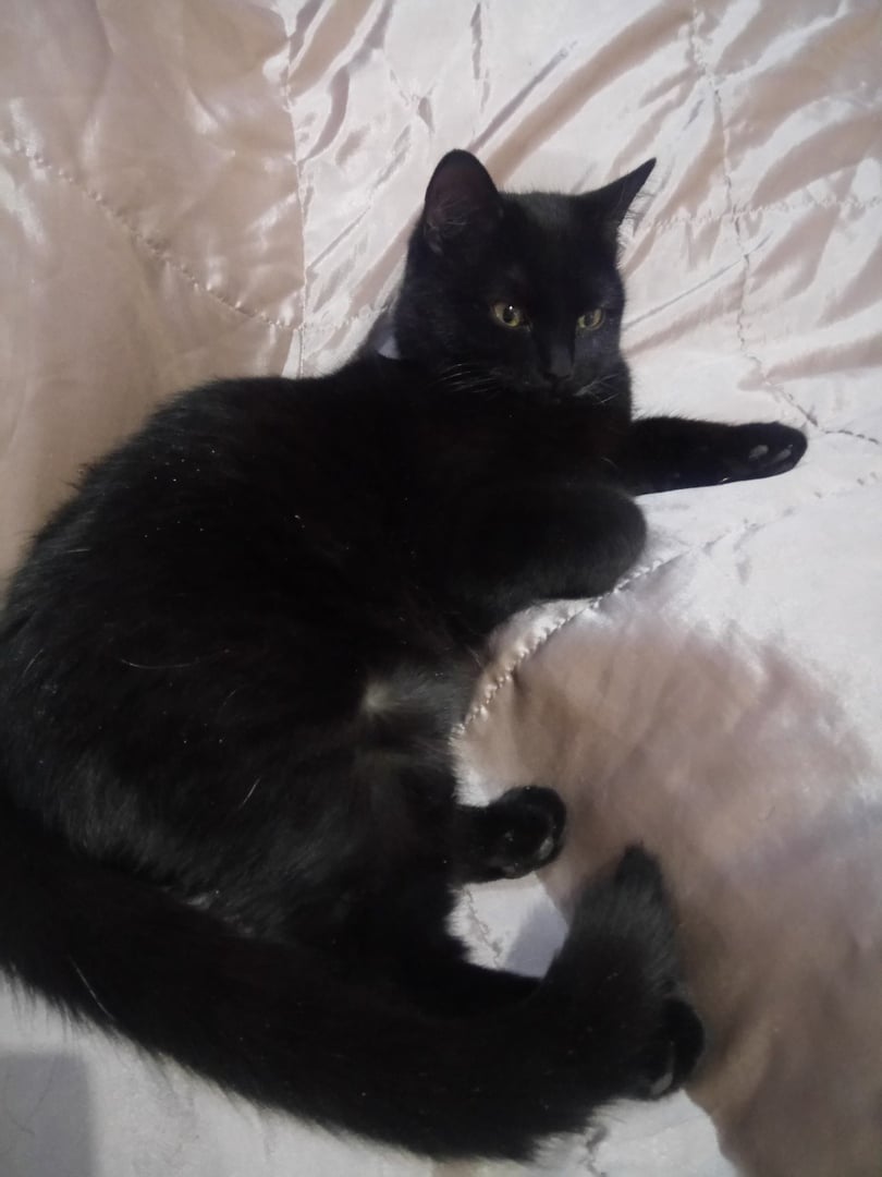 помощь котенку черная кошка