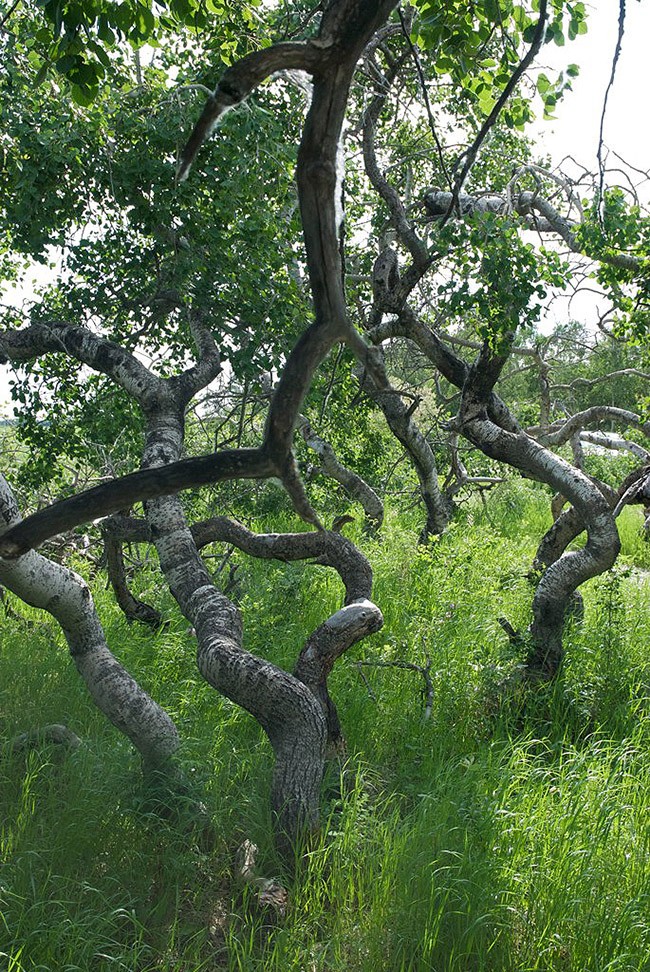 Леса с другой планеты! forests17 Леса с другой планеты!