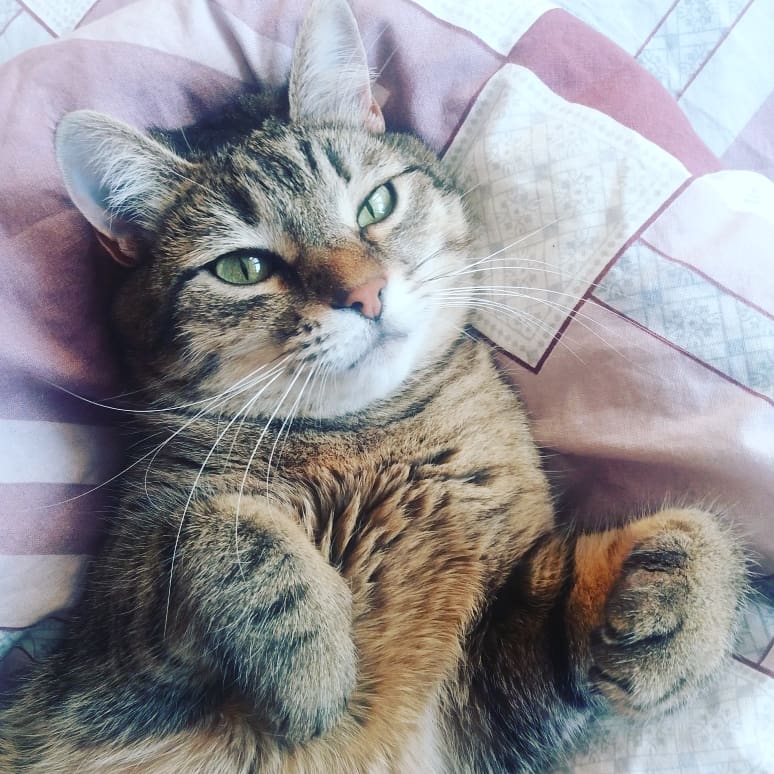 котов приютили кот на кровати