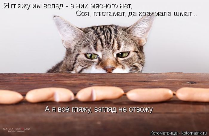 Лучшие котоматрицы недели