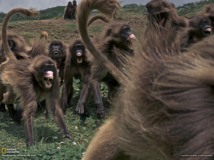 Лучшие фотографии National Geographic за январь Лучшие фотографии National Geographic за январь