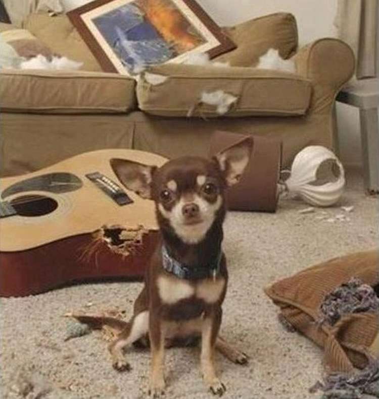 ÐаÑÑинки по запÑоÑÑ se regala perro meme