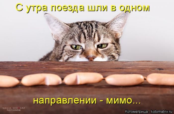 Лучшие котоматрицы недели