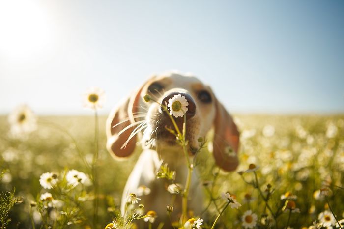 Dogs At Play Category 2nd Place Winner Rodrigo Capuski, Brazil