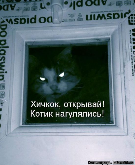 Лучшие котоматрицы недели