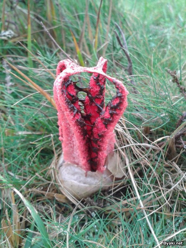 «Пальцы дьявола» — самый жуткий гриб в мире