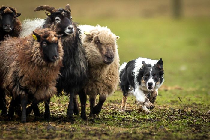 Dogs At Work 3rd Place Winner Peter Steffensen, Denmark