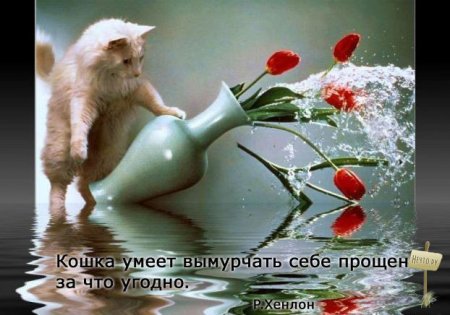 Серьезно о кошках