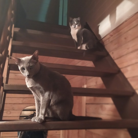 Не знакомьте кошку с другими животными в первые дни после приезда в новый дом. Первые сутки в доме с кошкой. Чего ожидать?