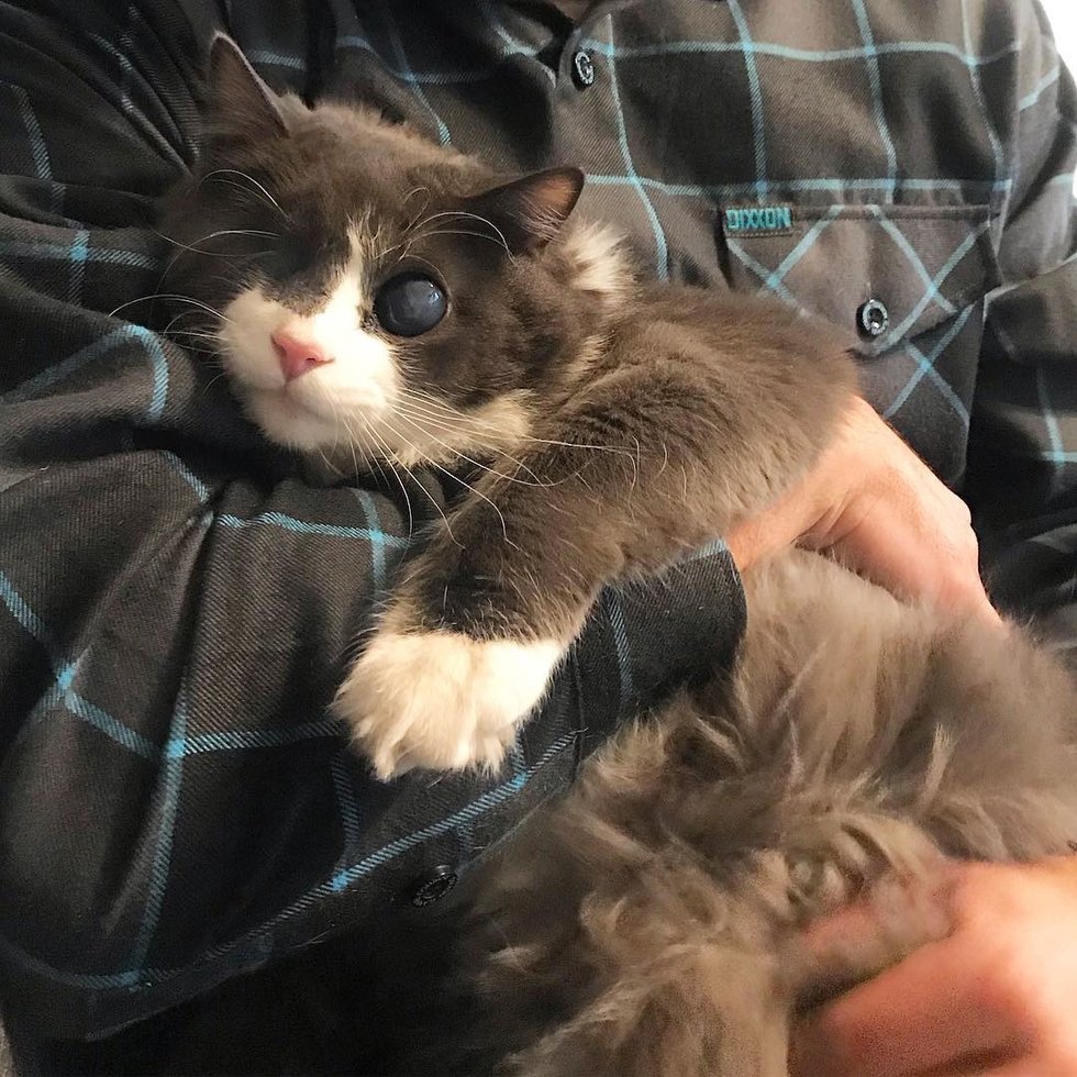 помощь слепому котенку одноглазый котенок