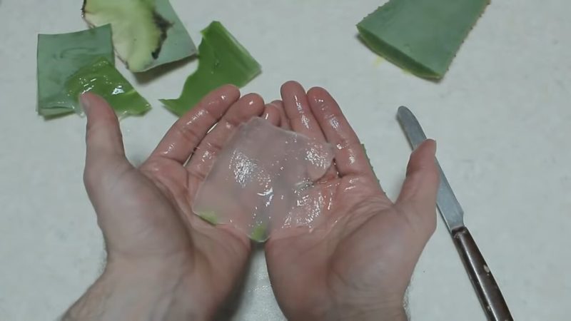 Соедините лист алоэ +черенок розы и поразитесь результату