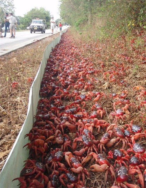 Миграция крабов в Австралии (фото и видео) Миграция крабов в Австралии (фото и видео)