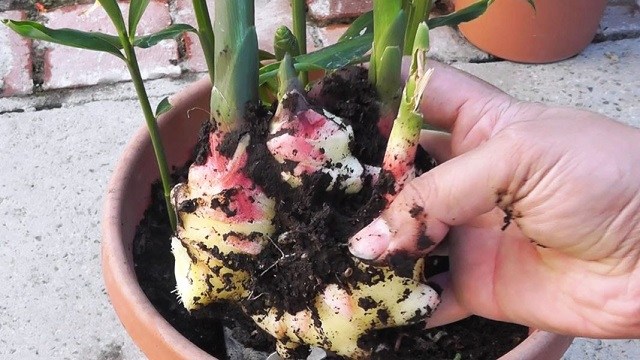 8 удивительных продуктов, которые можно выращивать на подоконнике 8 удивительных продуктов, которые можно выращивать на подоконнике