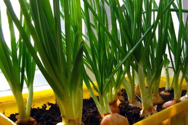 8 удивительных продуктов, которые можно выращивать на подоконнике 8 удивительных продуктов, которые можно выращивать на подоконнике
